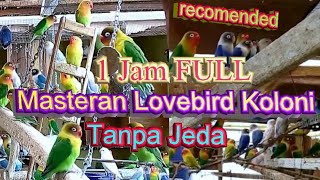 Download lagu GEROMBOLAN LOVEBIRD KOLONI pagi hari [Untuk Masteran dan Terapi Relax] mp3