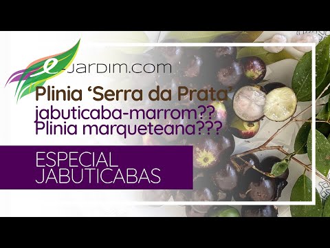 Plinia sp. 'Serra da Prata', jabuticaba-marrom?? Plinia marqueteana??? - ESPECIAL JABUTICABAS