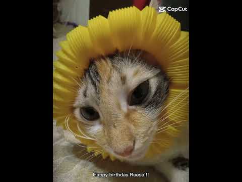 Happy birthday Reese #cat #cute #reese #happybirthday #you