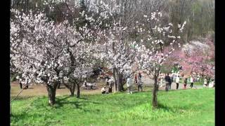 preview picture of video '2010平岡公園梅林  Plum Park'