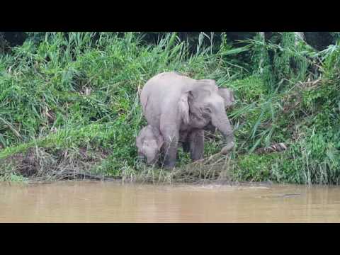 Mama and baby pygmy elephants on the Kinabatangan