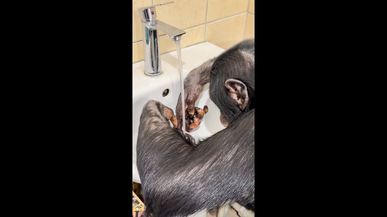 Что Делает Шимпанзе Боня После Заключительного Новогоднего Выступления?