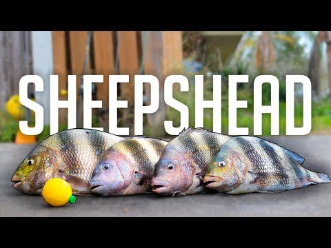 how to catch fish faster than everyone next to you - sheepshead