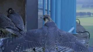 lol ANJ wappert iedereen de kast in 2016 06 11 213342