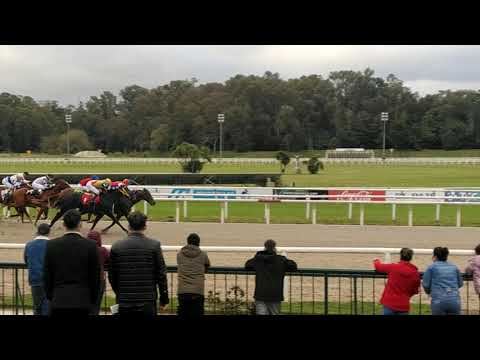 Prelude Rye - Polla de Potrillos