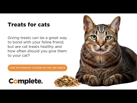 Should You Give Your Cat Treats?