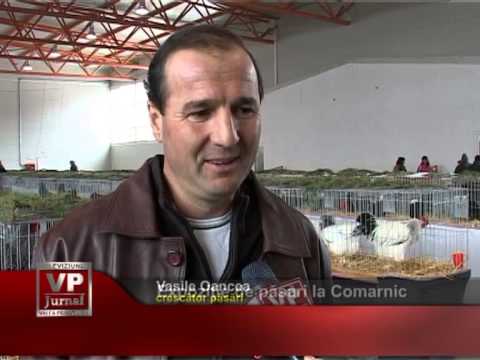 Expoziţie de păsări la Comarnic