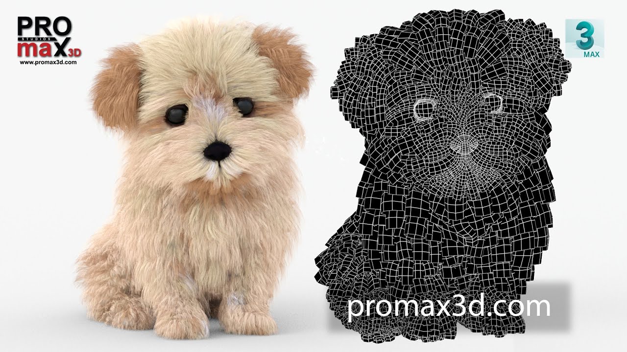 Rigged Maltipoo Dog Puppy Polygonal Fur 3D Model