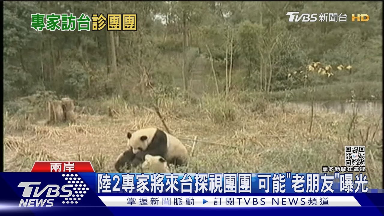 誰來救團團?我批准陸專家機場篩陰即赴動物園 可能人選曝