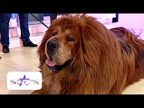 Cel mai frumos câine din lume! Are statuie și mașină personală!