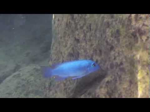 Tropical Fish of Lake Malawi