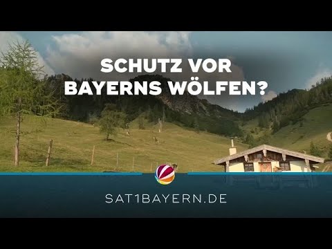 Wolf auf der Alm: Diskussionen um Schutzmaßnahmen