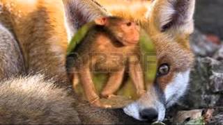 NECESITO AMARME  ALEJANDRA GUZMAN