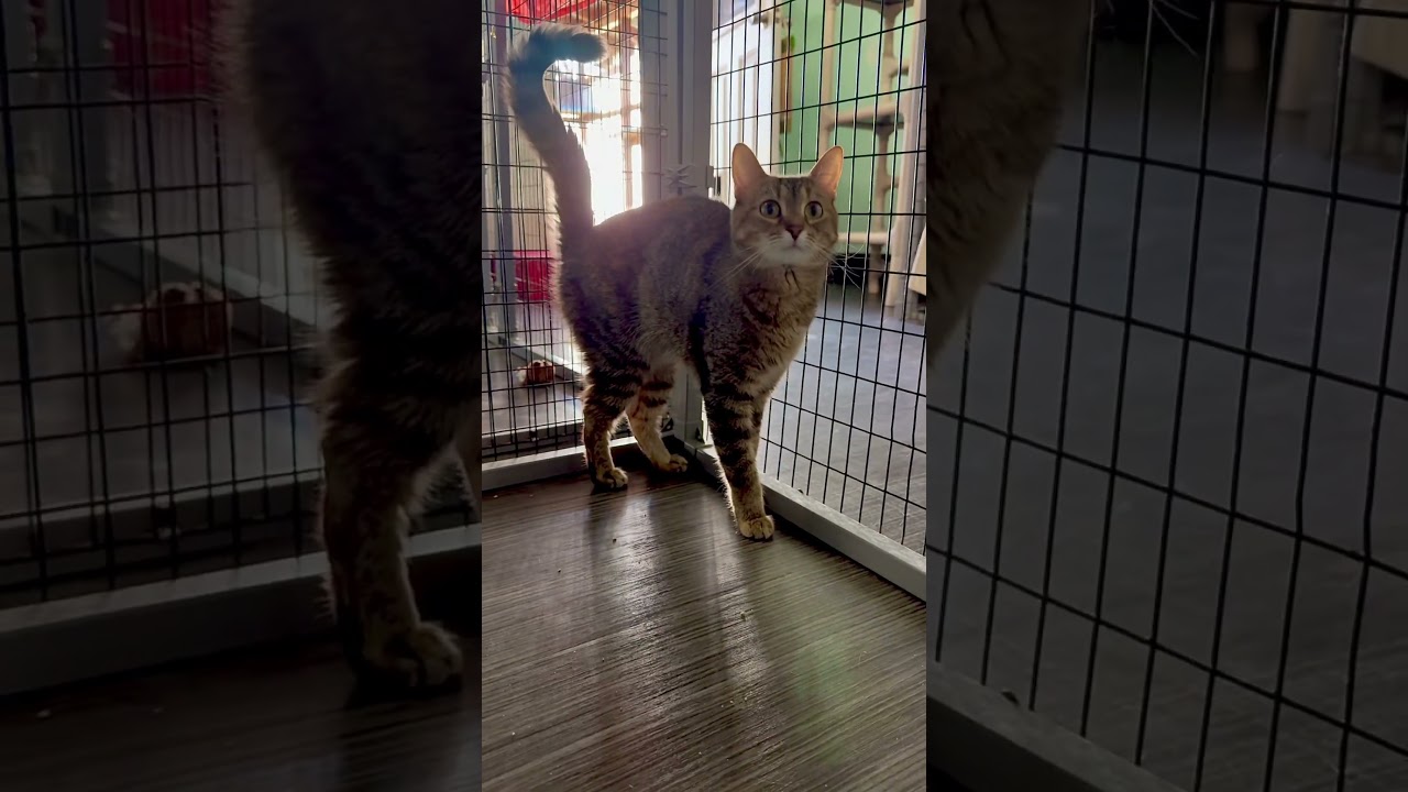 Enlarge Earthwind, a Adoptable Domestic Short Hair in Redwood Valley, CA video 6/6