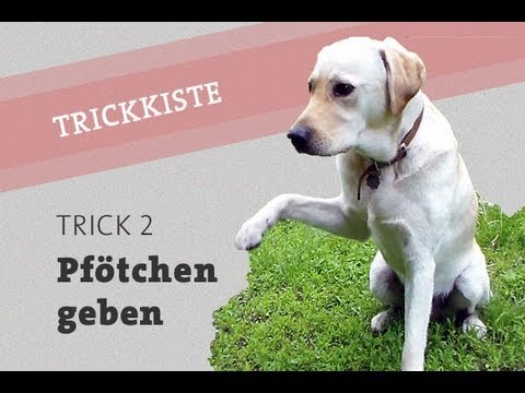Von Gelenkschmerzen Salbe schwanger zu sein Der Schmerz der Fußgelenke Inländerbehandlung