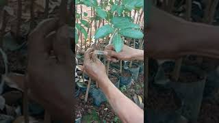 Download lagu Cara okulasi kelengkeng cristal mp3