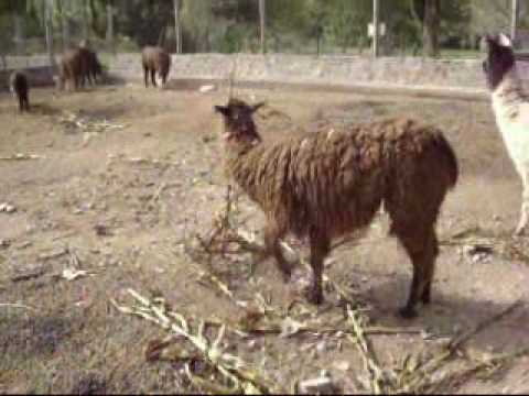 Ruta Del Coya video