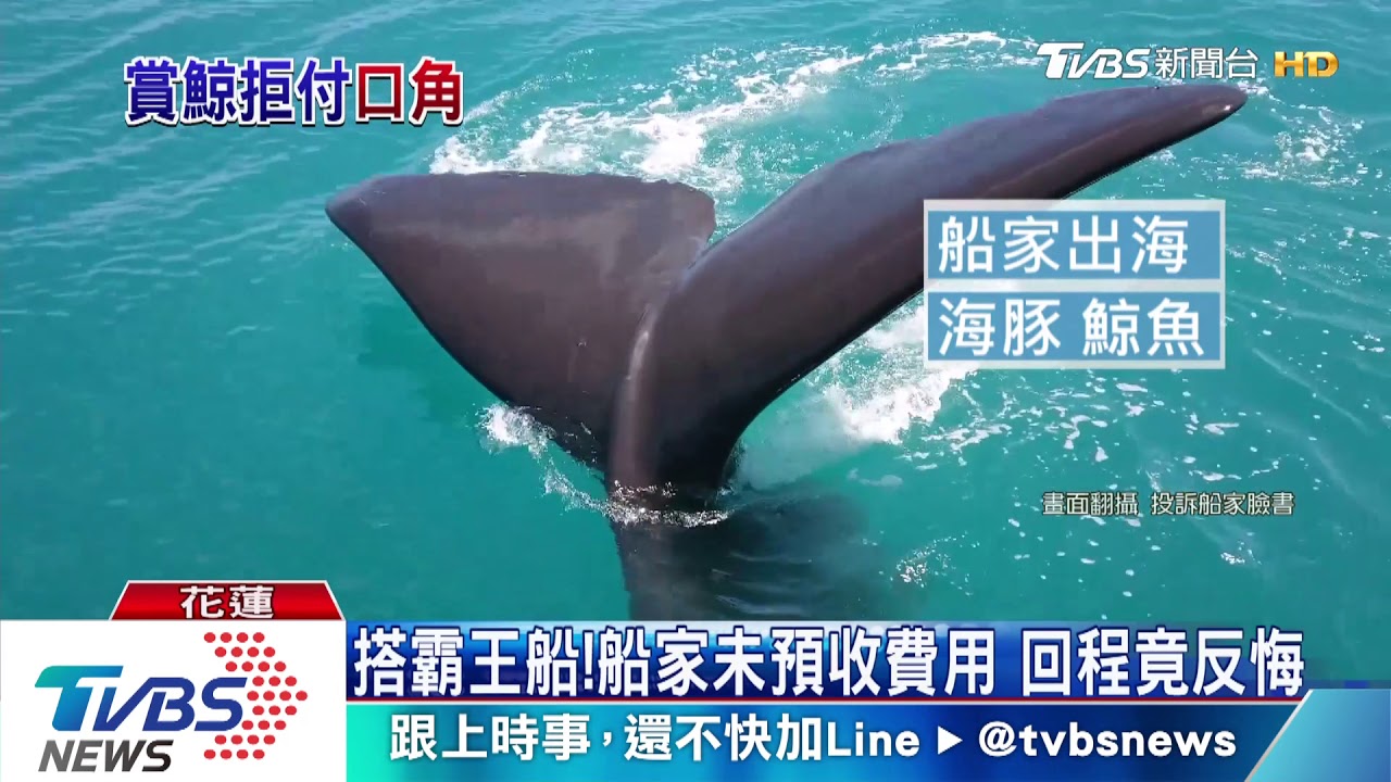 那不是想看的! 3陸客出海賞鯨豚拒付費