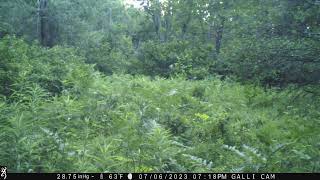 Barnes Lake Bears  8
