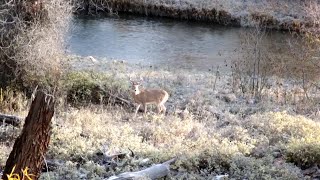 This is What Most Hunters Get Wrong About Deer Hunting - Deer & Deer Hunting TV, Full Episode
