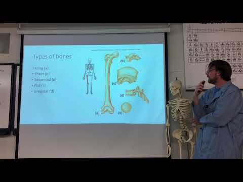 Anatomy bones 1