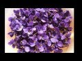 Nana Mouskouri - La Violetera (Sarita Montiel y su belleza)