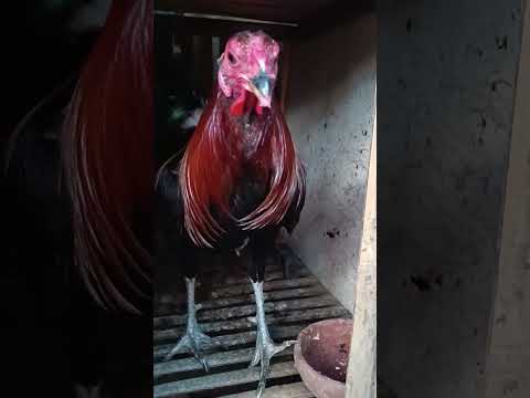 magandang umaga mga ka-A1