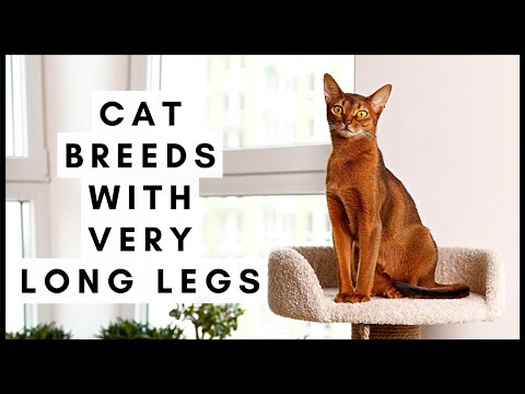 Cat Breeds With Very Long Legs