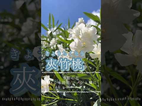 鉢植えのキョウチクトウを元気に開花させるには、どれくらいの頻度で水を与えるべきでしょうか?  庭園