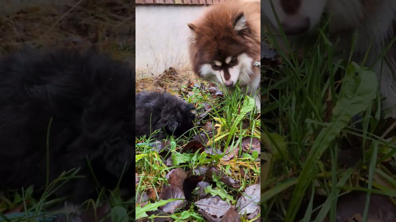 Outside with the dogs. Luckily lots mud everywhere.