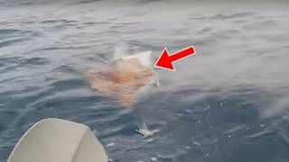 Sailors Saw Something Strange in The Water. When They Looked Closely, They Screamed in Horror!