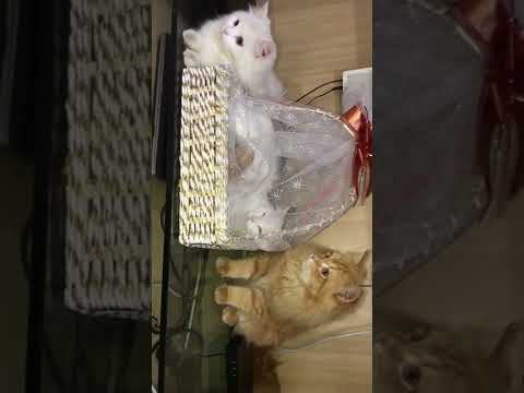 Mommy Cat have new Kittens || My Adorable Pets || Doaa’s Diary