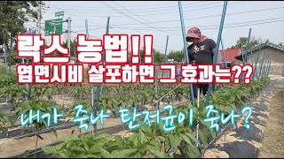 화장실의 기적!! 농업에 이용하는 락스농법? 천일염을 이용해서 안전하다고 합니다. 수명단축의 꿈…