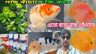 Serampore Fish Pet Market | Serampore Pet Market | Pet Shop Near Me | Fish Pet Shop 