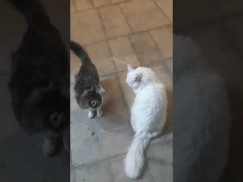"Cat Fighting" blanca(white)& Sadiq