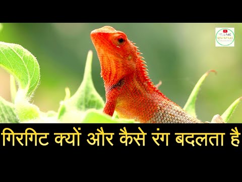 Chameleons Lizard | गिरगिट रंग कैसे बदलता है क्या जहरीला होता है | Girgit Color | Wild Animals Video
