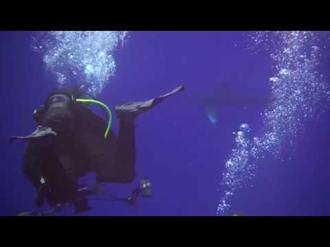 Brothers Daedalus Elphinstone - M/Y Blue - 27.07. -  02.08.18 - The SHARKY Version!