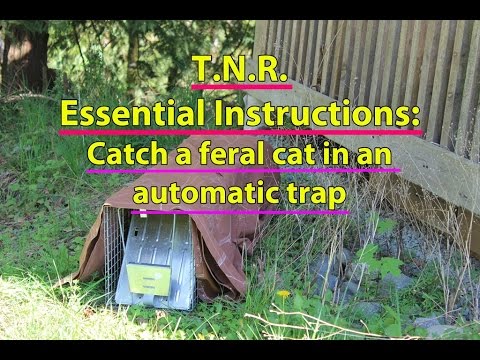 TNR Essential Instructions: Catch a feral cat in an automatic trap