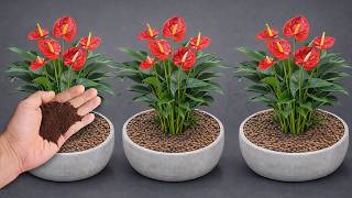 Just Coffee! The Secret to Making Anthuriums Bloom Brightly and Grow All Year Round