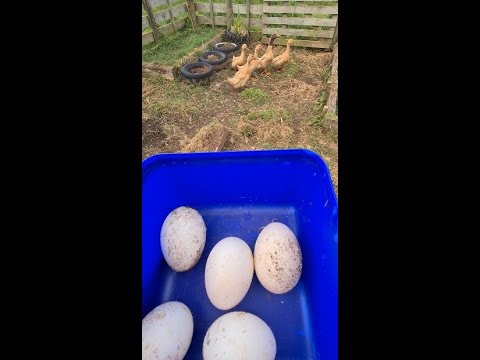 , title : '#shorts Collecting eggs from my heritage breed Buff Orpington ducks'