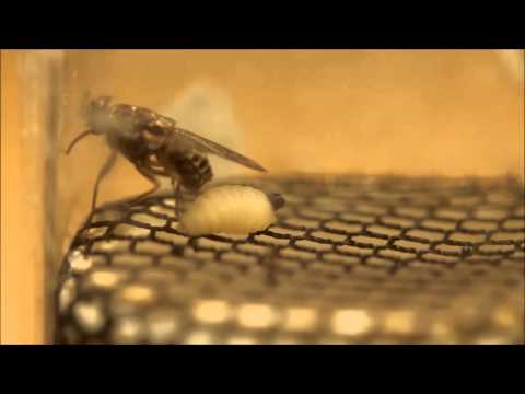 Female Tsetse Fly Giving Birth