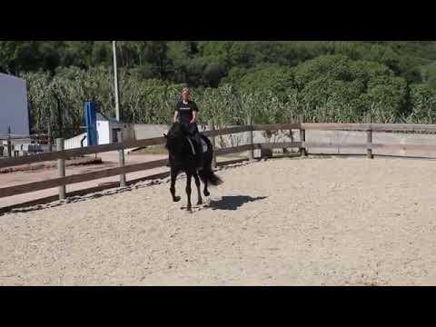 5 yr old 16h Black Lusitano Stallion in Lisbon schooling 3rd level