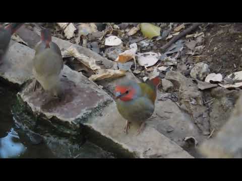Pytília zlatokrídla (Pytilia afra) — video o speve a chove