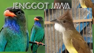 Download lagu Tengkek Buto vs Jenggot Jawa #masteran mp3