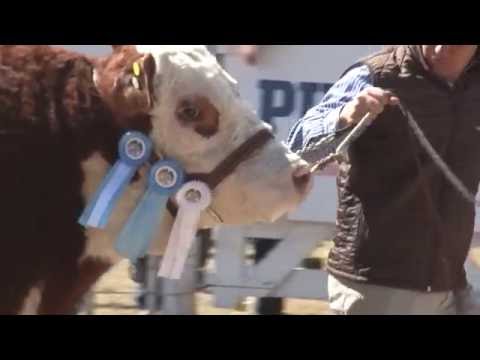 Branca en la Rural de Rio Cuarto 2016