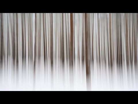 Bäume fotografieren abstrakt