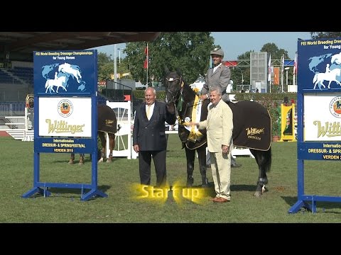 Hannoveraner Springpferde-Championat 2015 - Vierjährige Pferde