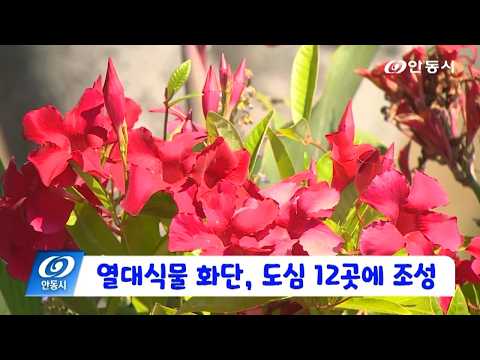 [안동 현장 리포트] 9월 21일, 열대식물 화단, 도심 12곳에 조성