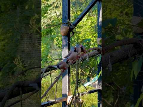 Amadinka dlhochvostá — Long-tailed Finch vo voliére, chov v zajatí, hniezdenie, oba poddruhy (žltý a červený zobák)