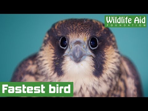 World's fastest bird crash lands!